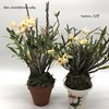 Dendrobium moniliforme гибр. и Yashiro 八代